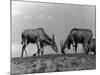 Eland Antelopes-null-Mounted Photographic Print
