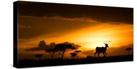 Eland at sunset, Masai Mara, Kenya, East Africa, Africa-Karen Deakin-Stretched Canvas