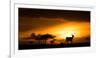 Eland at sunset, Masai Mara, Kenya, East Africa, Africa-Karen Deakin-Framed Photographic Print