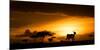 Eland at sunset, Masai Mara, Kenya, East Africa, Africa-Karen Deakin-Mounted Photographic Print