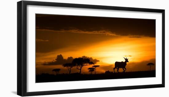 Eland at sunset, Masai Mara, Kenya, East Africa, Africa-Karen Deakin-Framed Photographic Print