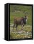 Eland, Taurotragus Oryx, De Hoop Nature Reserve, Western Cape, South Africa, Africa-Steve & Ann Toon-Framed Stretched Canvas