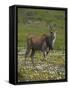 Eland, Taurotragus Oryx, De Hoop Nature Reserve, Western Cape, South Africa, Africa-Steve & Ann Toon-Framed Stretched Canvas
