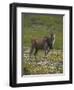 Eland, Taurotragus Oryx, De Hoop Nature Reserve, Western Cape, South Africa, Africa-Steve & Ann Toon-Framed Photographic Print