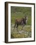 Eland, Taurotragus Oryx, De Hoop Nature Reserve, Western Cape, South Africa, Africa-Steve & Ann Toon-Framed Photographic Print