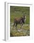 Eland, Taurotragus Oryx, De Hoop Nature Reserve, Western Cape, South Africa, Africa-Steve & Ann Toon-Framed Photographic Print