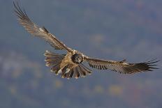 Lammergeier (Gypaetus Barbatus) Portrait, Cebollar, Torla, Aragon, Spain, November 2008-Elander-Stretched Canvas