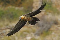 Lammergeier (Gypaetus Barbatus) Walking over Snow, Cebollar, Torla, Aragon, Spain, November 2008-Elander-Framed Photographic Print