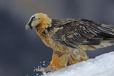 Lammergeier (Gypaetus Barbatus) in Flight, Cebollar, Torla, Aragon, Spain, November 2008-Elander-Stretched Canvas