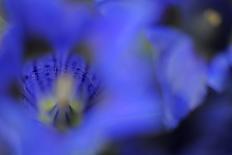 Stemless Gentian (Gentiana Acaulis) Close-Up of Flower, El Ilempo, Canillo, Andorra, June 2009-Elander-Photographic Print