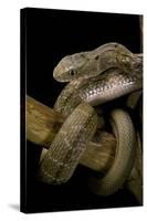 Elaphe Carinata (King Ratsnake, Taiwan Stink Snake)-Paul Starosta-Stretched Canvas