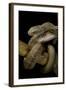 Elaphe Carinata (King Ratsnake, Taiwan Stink Snake)-Paul Starosta-Framed Photographic Print