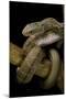 Elaphe Carinata (King Ratsnake, Taiwan Stink Snake)-Paul Starosta-Mounted Photographic Print