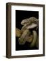 Elaphe Carinata (King Ratsnake, Taiwan Stink Snake)-Paul Starosta-Framed Photographic Print