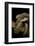 Elaphe Carinata (King Ratsnake, Taiwan Stink Snake)-Paul Starosta-Framed Photographic Print