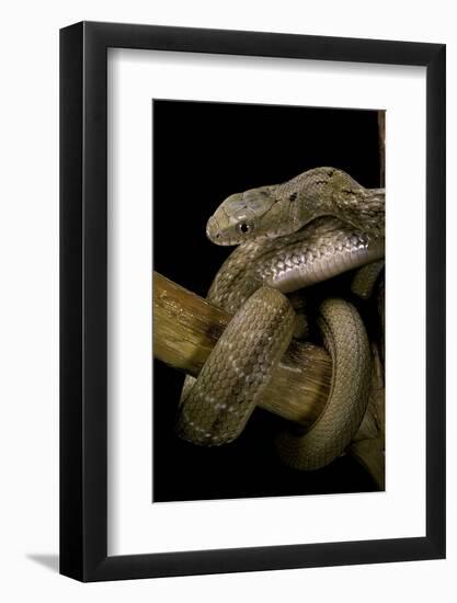 Elaphe Carinata (King Ratsnake, Taiwan Stink Snake)-Paul Starosta-Framed Photographic Print