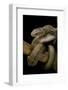 Elaphe Carinata (King Ratsnake, Taiwan Stink Snake)-Paul Starosta-Framed Photographic Print