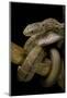 Elaphe Carinata (King Ratsnake, Taiwan Stink Snake)-Paul Starosta-Mounted Photographic Print