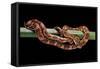 Elaphe Guttata Guttata (Corn Snake)-Paul Starosta-Framed Stretched Canvas