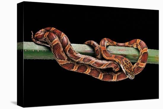 Elaphe Guttata Guttata (Corn Snake)-Paul Starosta-Stretched Canvas