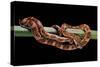 Elaphe Guttata Guttata (Corn Snake)-Paul Starosta-Stretched Canvas