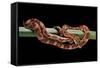 Elaphe Guttata Guttata (Corn Snake)-Paul Starosta-Framed Stretched Canvas