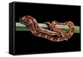 Elaphe Guttata Guttata (Corn Snake)-Paul Starosta-Framed Stretched Canvas