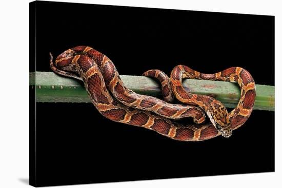 Elaphe Guttata Guttata (Corn Snake)-Paul Starosta-Stretched Canvas