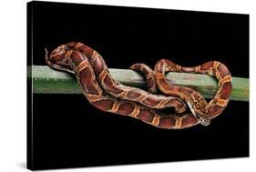 Elaphe Guttata Guttata (Corn Snake)-Paul Starosta-Stretched Canvas