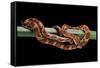 Elaphe Guttata Guttata (Corn Snake)-Paul Starosta-Framed Stretched Canvas