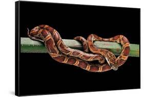 Elaphe Guttata Guttata (Corn Snake)-Paul Starosta-Framed Stretched Canvas