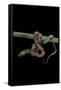 Elaphe Guttata Guttata (Corn Snake)-Paul Starosta-Framed Stretched Canvas