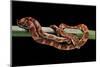 Elaphe Guttata Guttata (Corn Snake)-Paul Starosta-Mounted Premium Photographic Print