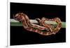 Elaphe Guttata Guttata (Corn Snake)-Paul Starosta-Framed Photographic Print