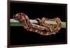 Elaphe Guttata Guttata (Corn Snake)-Paul Starosta-Framed Photographic Print