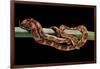 Elaphe Guttata Guttata (Corn Snake)-Paul Starosta-Framed Photographic Print