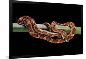 Elaphe Guttata Guttata (Corn Snake)-Paul Starosta-Framed Photographic Print