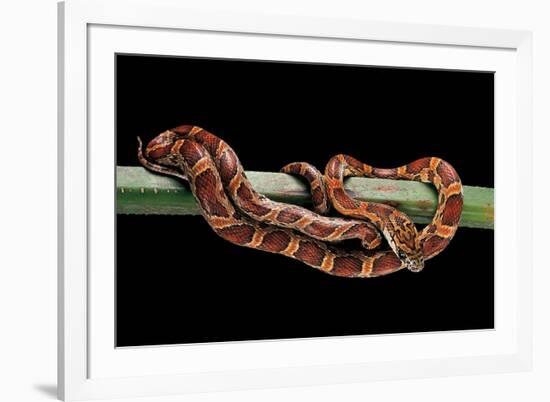 Elaphe Guttata Guttata (Corn Snake)-Paul Starosta-Framed Photographic Print