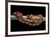 Elaphe Guttata Guttata (Corn Snake)-Paul Starosta-Framed Photographic Print