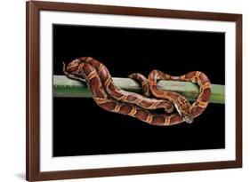 Elaphe Guttata Guttata (Corn Snake)-Paul Starosta-Framed Photographic Print