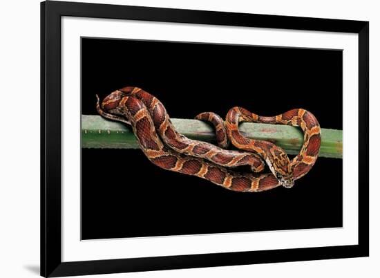 Elaphe Guttata Guttata (Corn Snake)-Paul Starosta-Framed Photographic Print