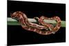 Elaphe Guttata Guttata (Corn Snake)-Paul Starosta-Mounted Photographic Print