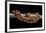 Elaphe Guttata Guttata (Corn Snake)-Paul Starosta-Framed Photographic Print