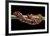 Elaphe Guttata Guttata (Corn Snake)-Paul Starosta-Framed Photographic Print