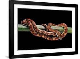 Elaphe Guttata Guttata (Corn Snake)-Paul Starosta-Framed Photographic Print