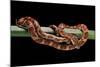 Elaphe Guttata Guttata (Corn Snake)-Paul Starosta-Mounted Photographic Print