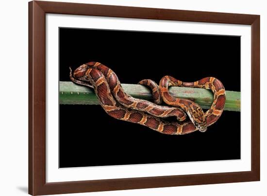 Elaphe Guttata Guttata (Corn Snake)-Paul Starosta-Framed Photographic Print