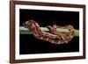 Elaphe Guttata Guttata (Corn Snake)-Paul Starosta-Framed Photographic Print