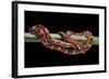 Elaphe Guttata Guttata (Corn Snake)-Paul Starosta-Framed Photographic Print