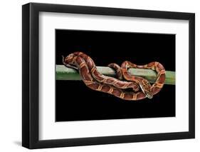 Elaphe Guttata Guttata (Corn Snake)-Paul Starosta-Framed Photographic Print